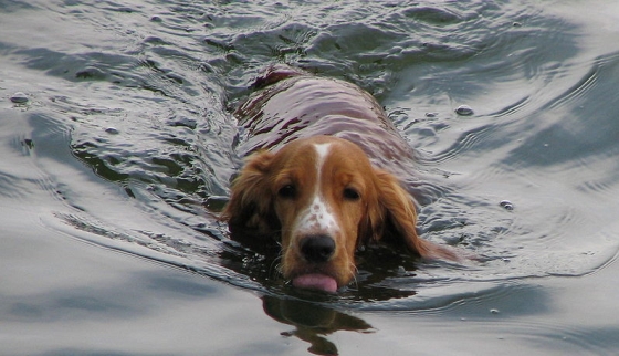 zwemmende hond