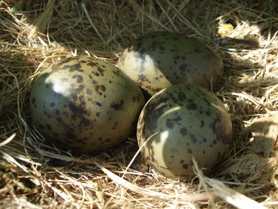 nest met eieren