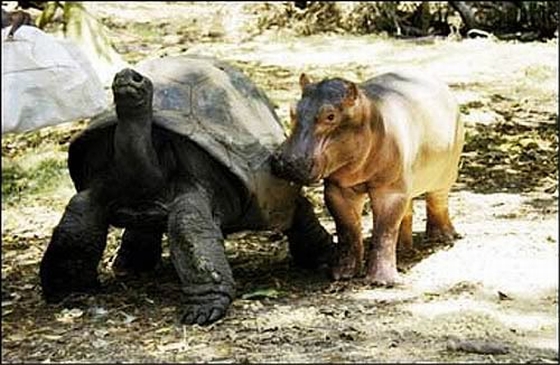 nijlpaard en reuzenschildpad
