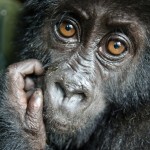 Baby-gorilla
