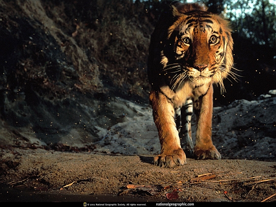 Bengaalse tijger India