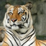 Bengal Tiger - exotische dieren