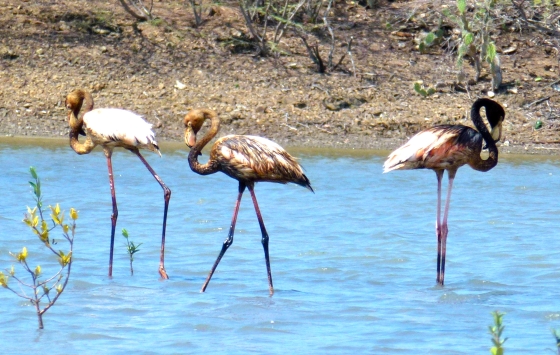 Besmeurde flamingo's