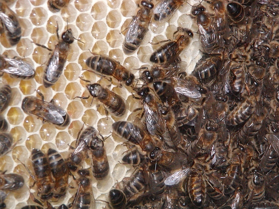 Bijen - management-goeroe