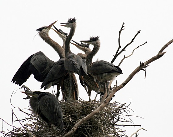 Reigers op nest