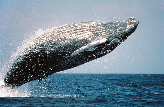 Bultrug - walvis