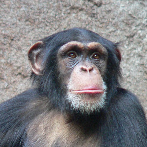 Chimpansee - dierendag