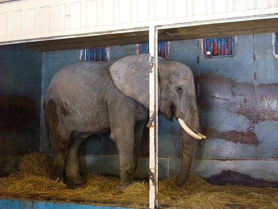 Circusolifant Betty