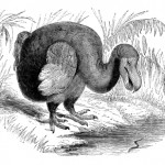 Dodo - uitsterven