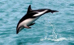 Donkergestreepte dolfijn
