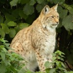 Euraziatische Lynx