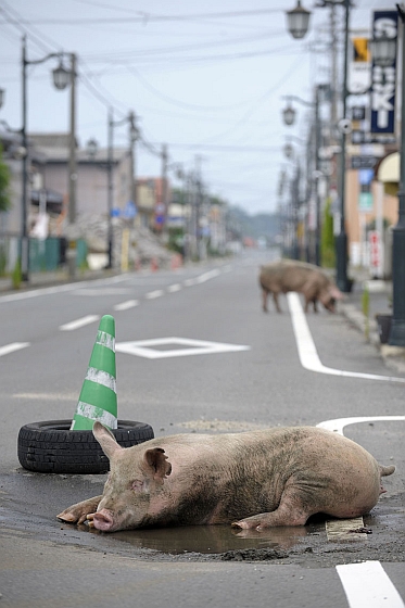 De achtergelaten dieren van Fukushima