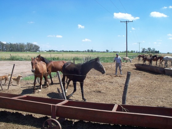 Gaia paarden Argentinië