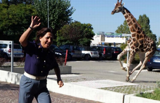 giraffe ontvlucht circus