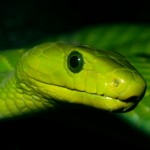 Groene Mamba slang