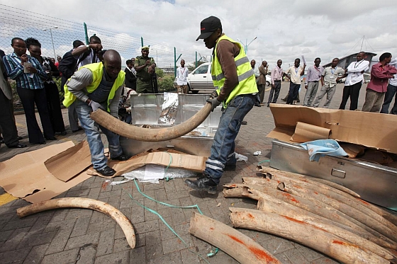 Illegale ivoorhandel
