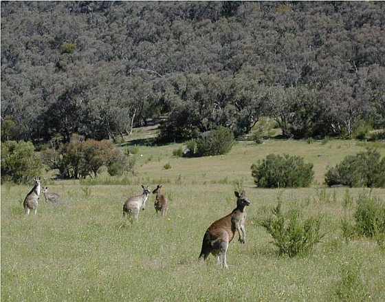 Kangaroes in het wild