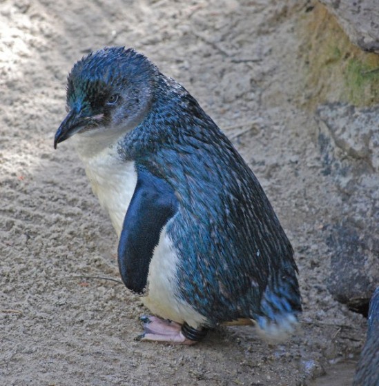 Kleine blauwe pinguïn