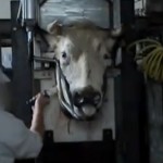 Koe in halal slachthuis - slachten