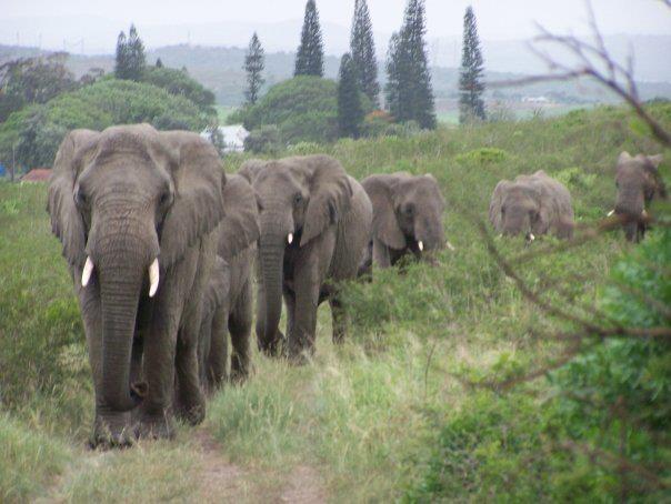 Thula Thula elephant herd