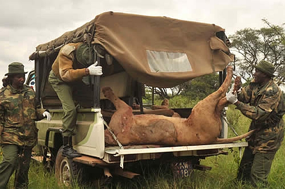 Masaï doden leeuwen