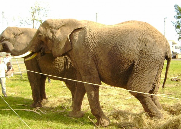 Mausi de olifant