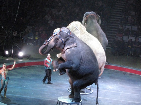 Olifanten in het circus