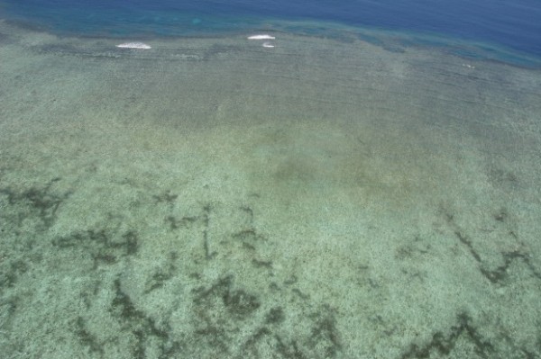 The Great Barrier Reef - zeekomkommers