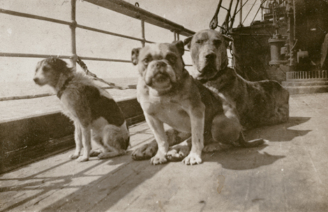 Honden die de ramp met de Titanic overleefden