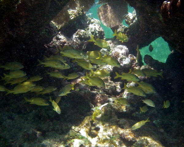 Yellow Fish in Coral Reef