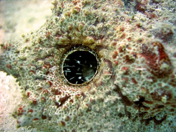 Zeekomkommer - zeekomkommers