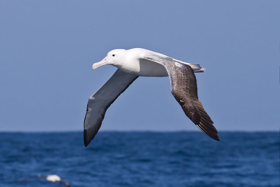 Souther Royal Albatross