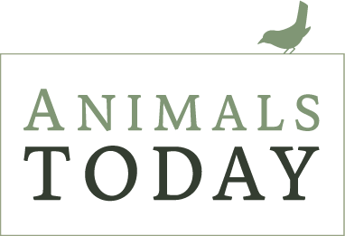 Logo AnimalsToday.nl