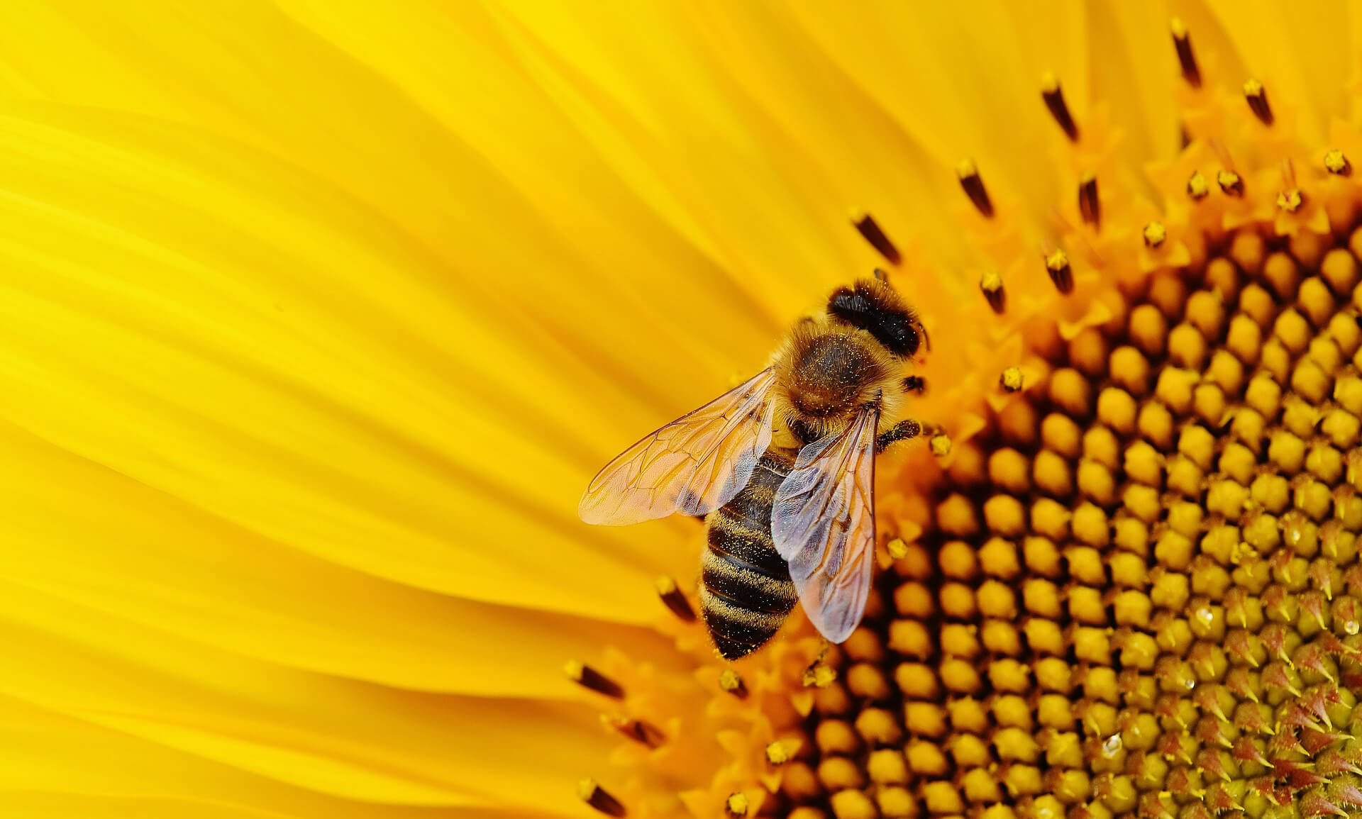 neonicotinoïden bedreigen bijen