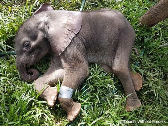 baby-olifant