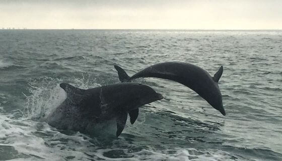 Dolfijnen vormen grootste coalities dierenrijk