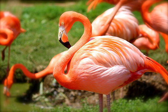 Mishandelde flamingo's