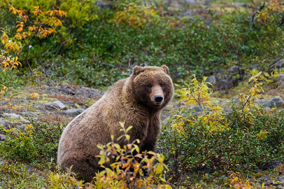 grizzlyberen