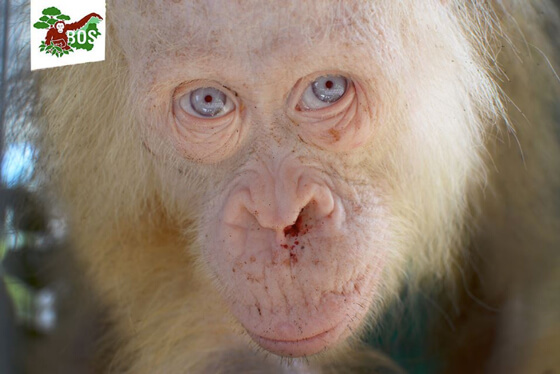 albino orang-oetan