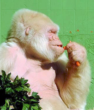 albino gorilla