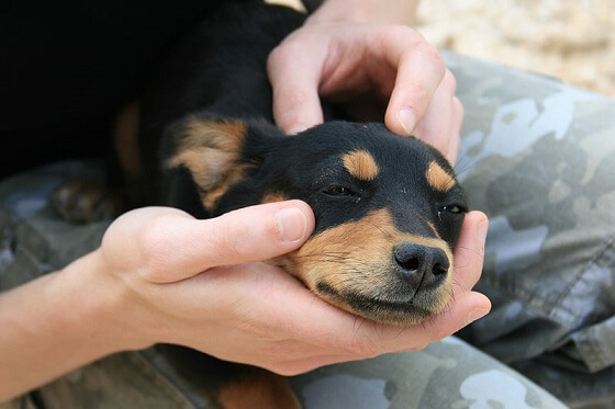 nadering Bestuurbaar koel NVWA neemt pups in beslag na illegale verkoop - Animals Today