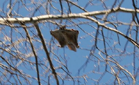 vliegende eekhoorn