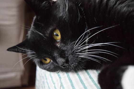 Meter Smelten Machtigen Mensen willen geen zwarte katten meer vanwege 'lelijke' selfies