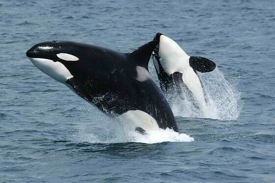 orkafamilie