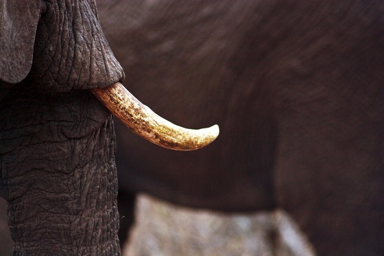 ivoorhandel