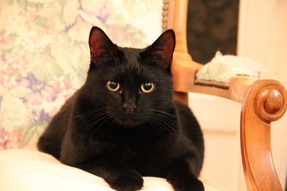 wapenkamer shit Verrassend genoeg Black Cat Day vraagt aandacht voor zwarte katten (video) - Animals Today