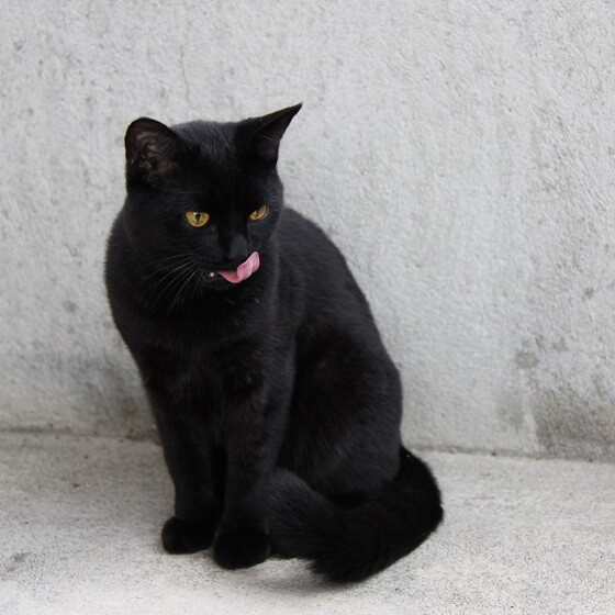 zwarte katten