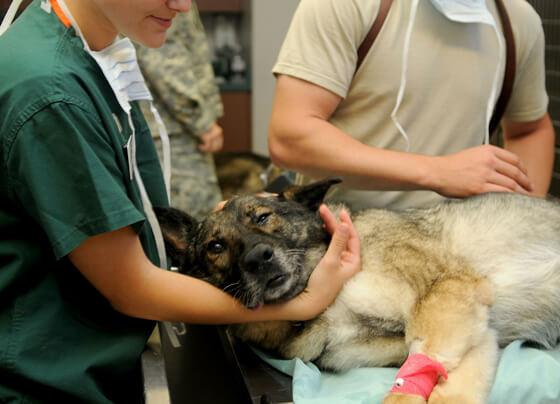 hond bij dierenkliniek