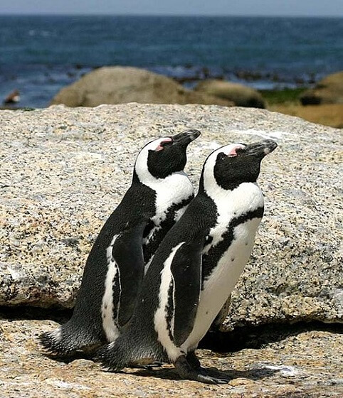 pinguïnpopulatie