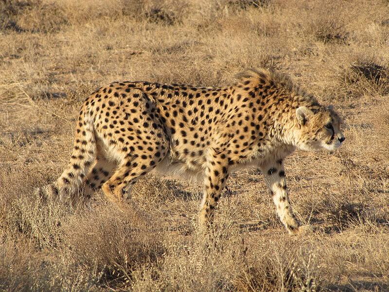 Aziatische cheetah
